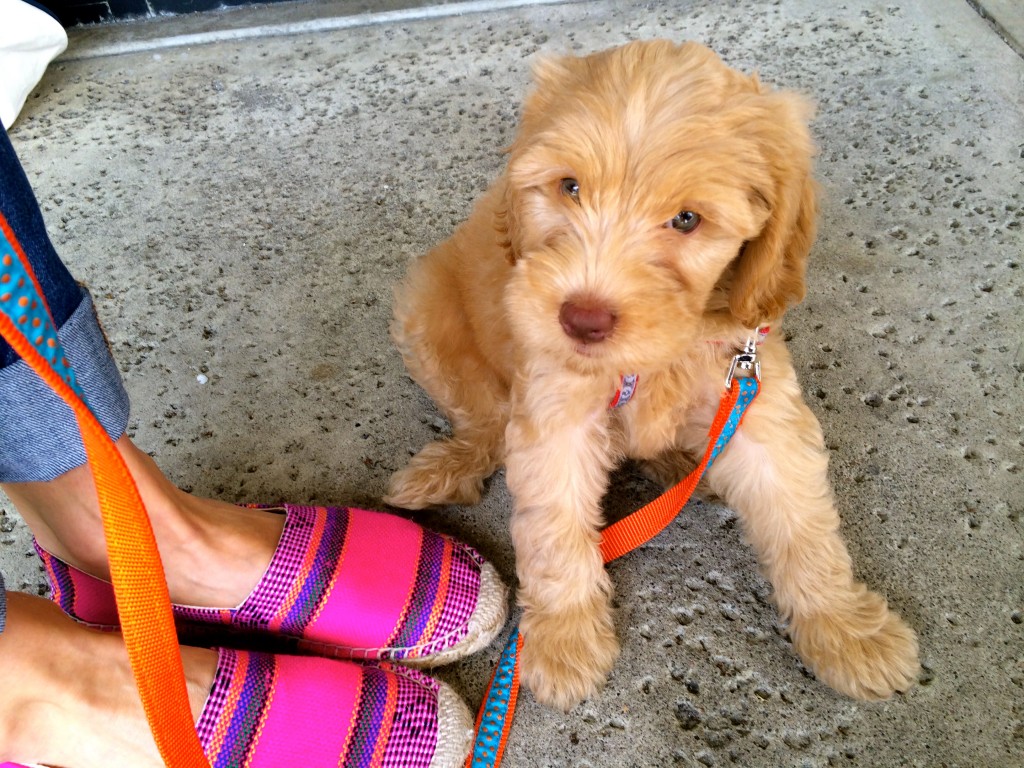 Labraddole, Australian labradoodle