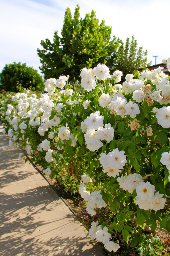 white roses 