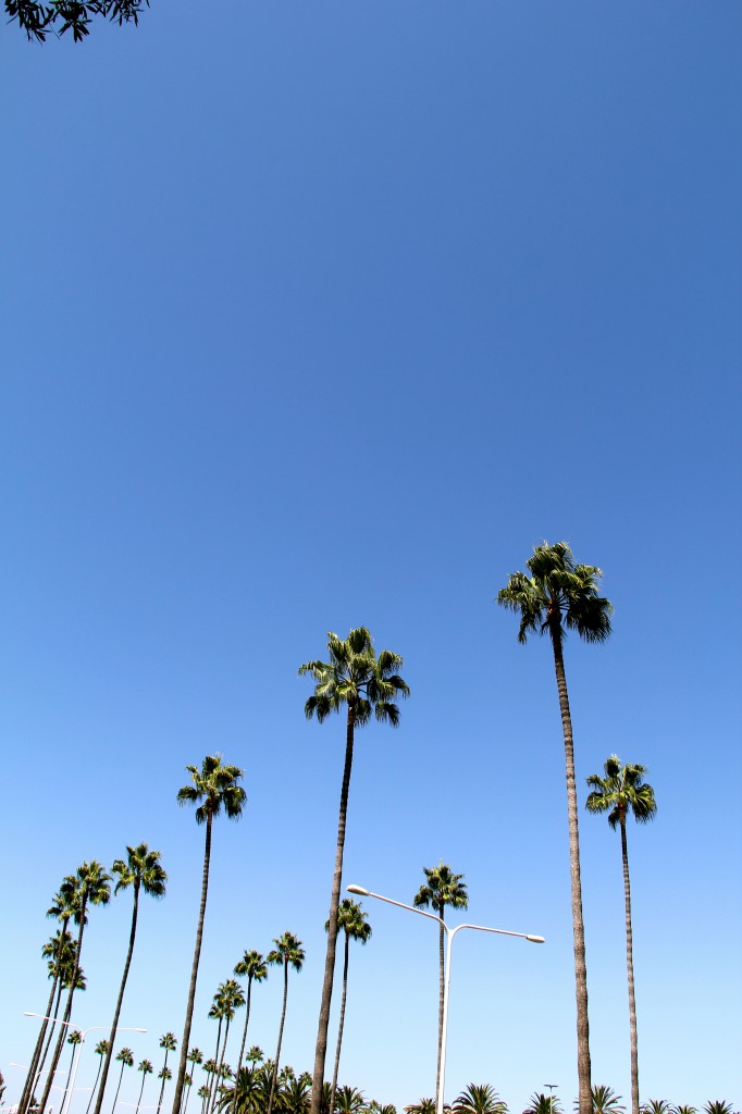 newport beach ca palm trees 