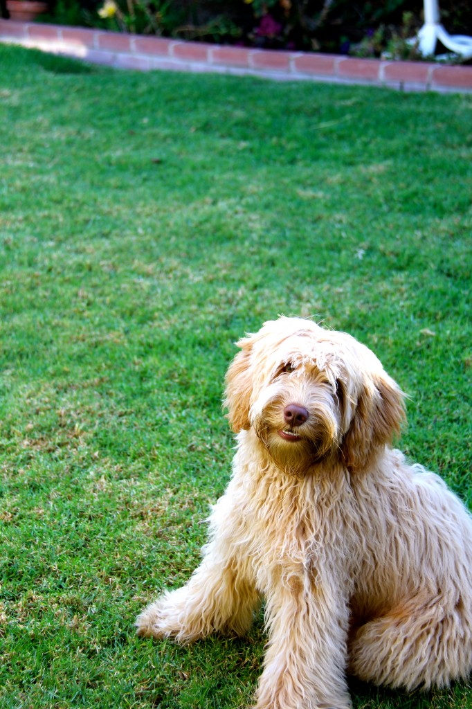 australian labradoodle