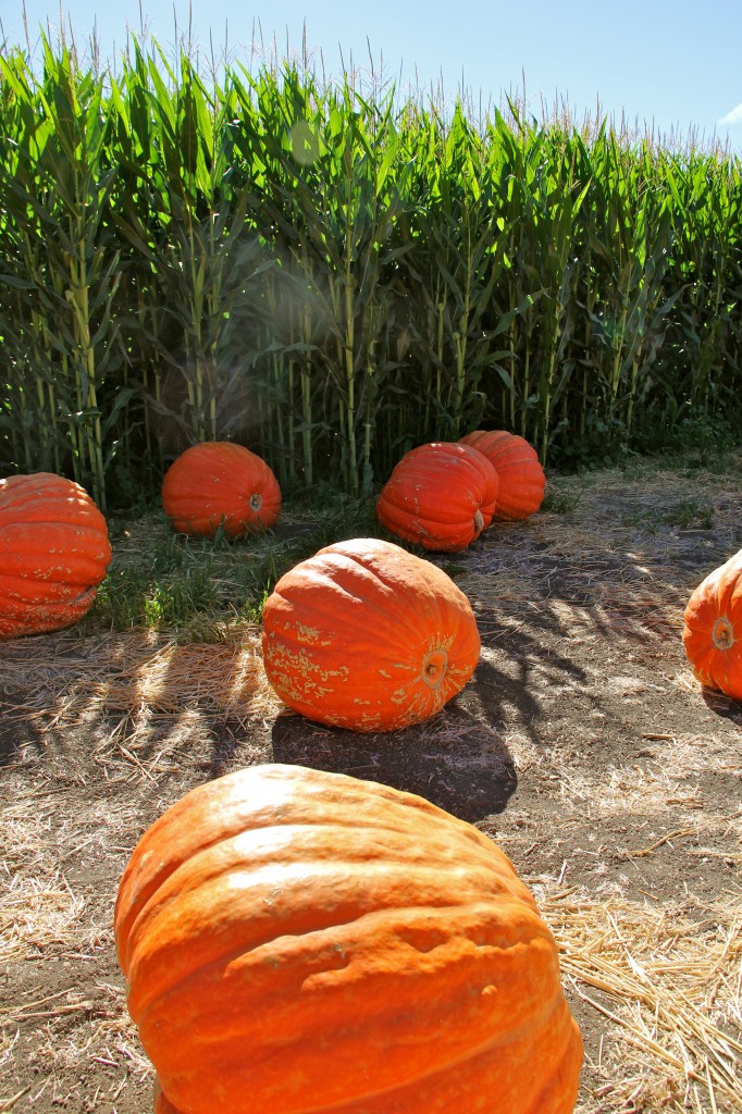 pumpkins