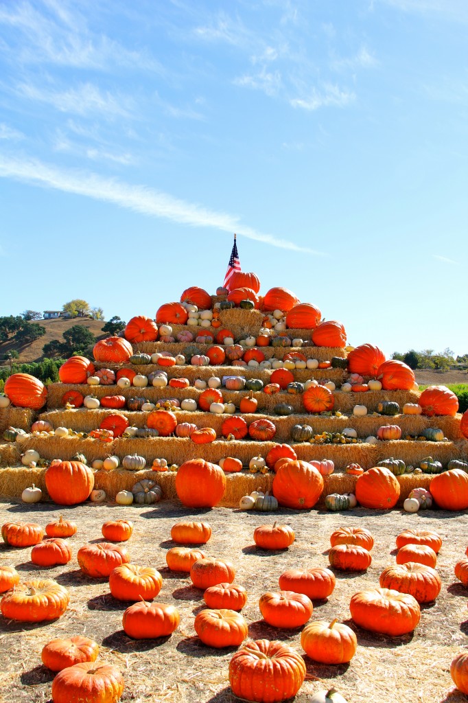 pumpkin patch