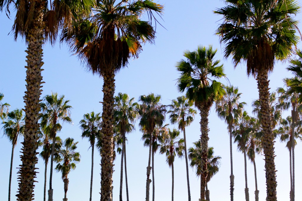 Santa Barbara Palm Trees