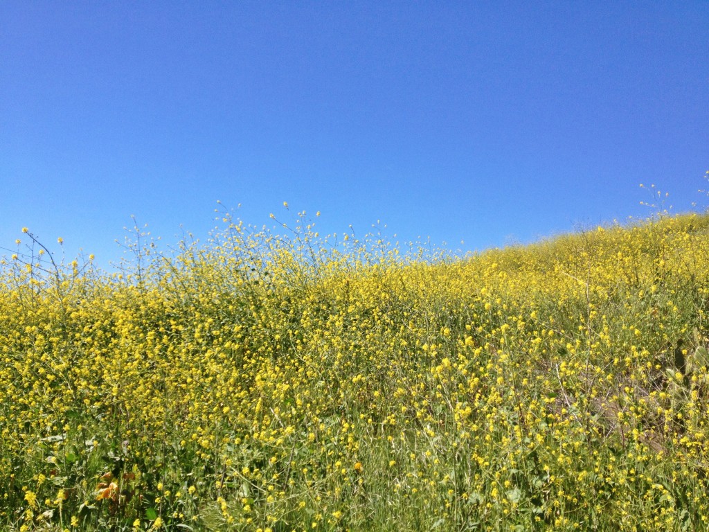 yellow wild flowers 