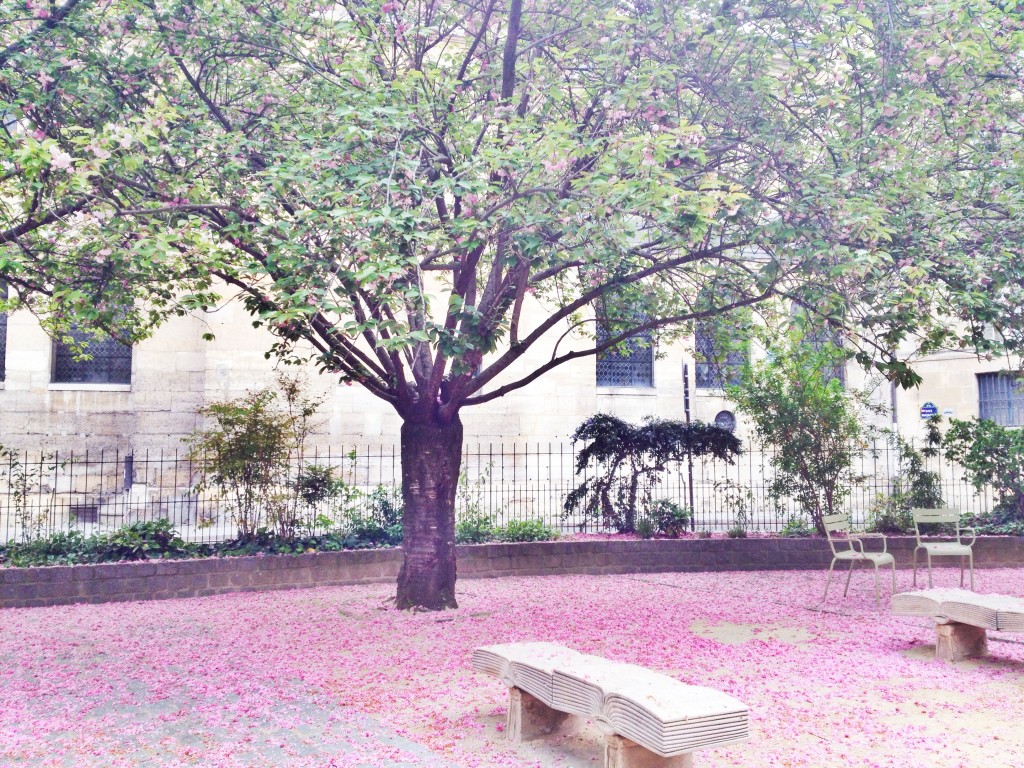 cherry blossoms in Paris, itsy bitsy indulgences 