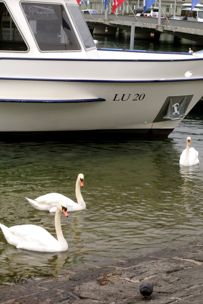 Lake Lucerne Swans // itsy bitsy indulgences 