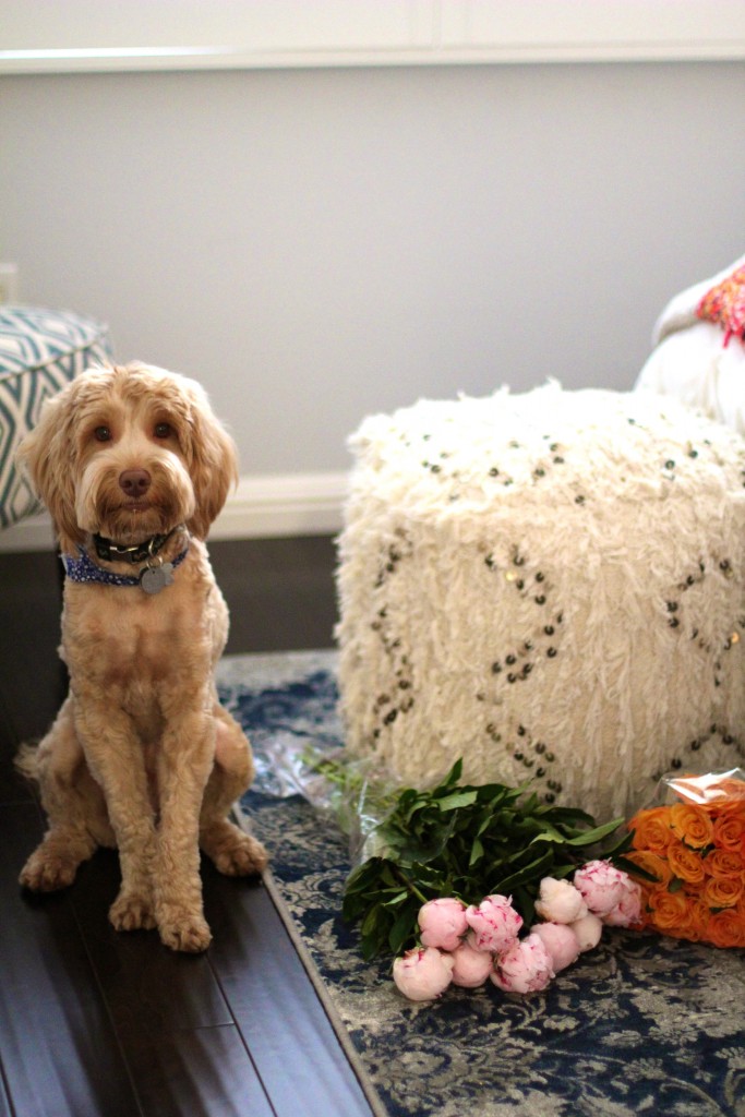 Labradoodle, itsy bitsy indulgences 