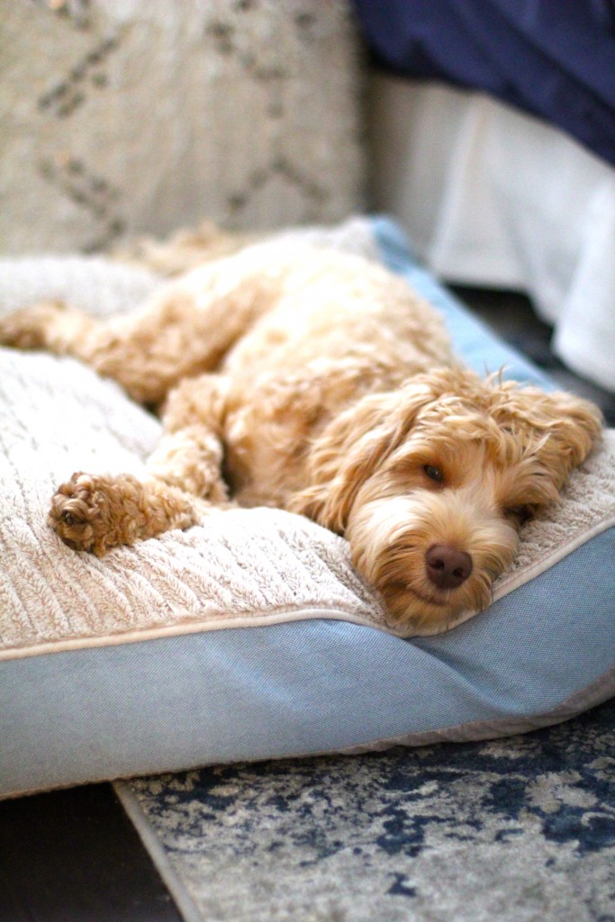 australian labradoodle, itsy bitsy indulgences 