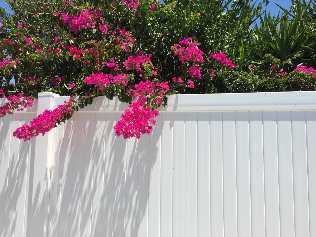 bougainvillea 