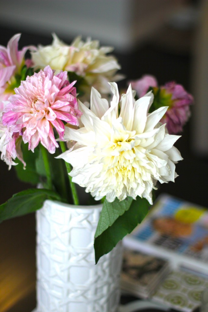 dahlias 