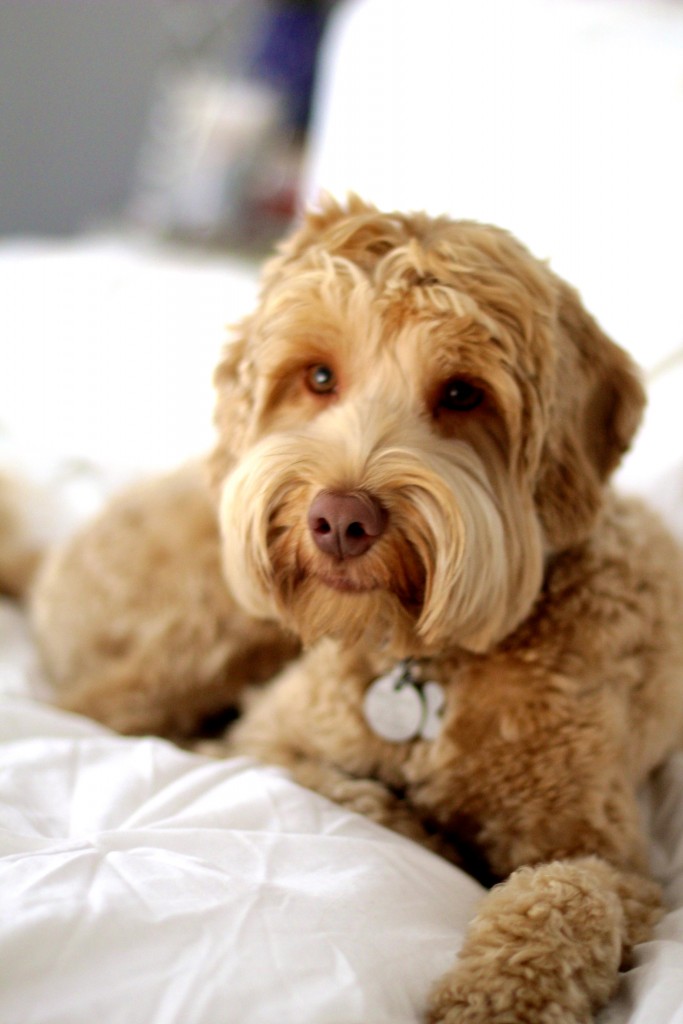 australian labradoodle, itsy bitsy indulgences 