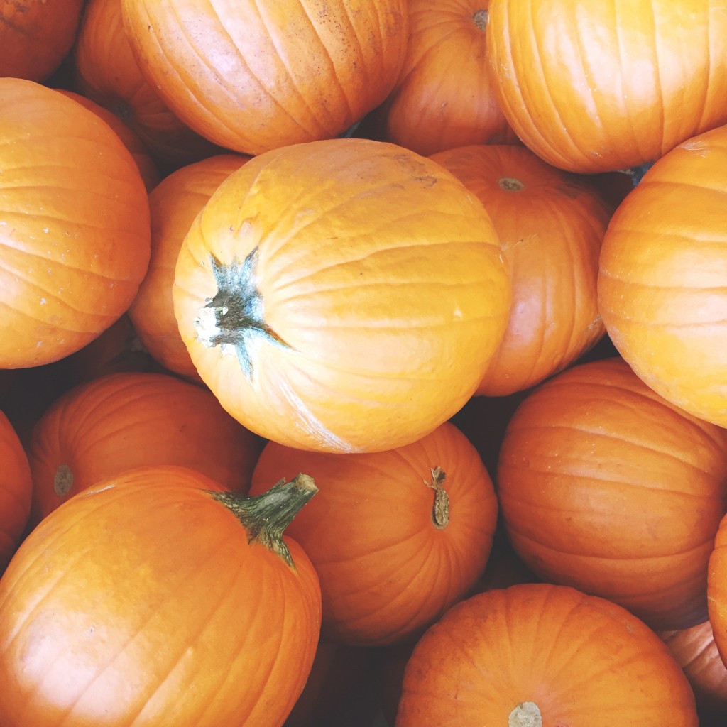 fall pumpkins, itsy bitsy indulgences 