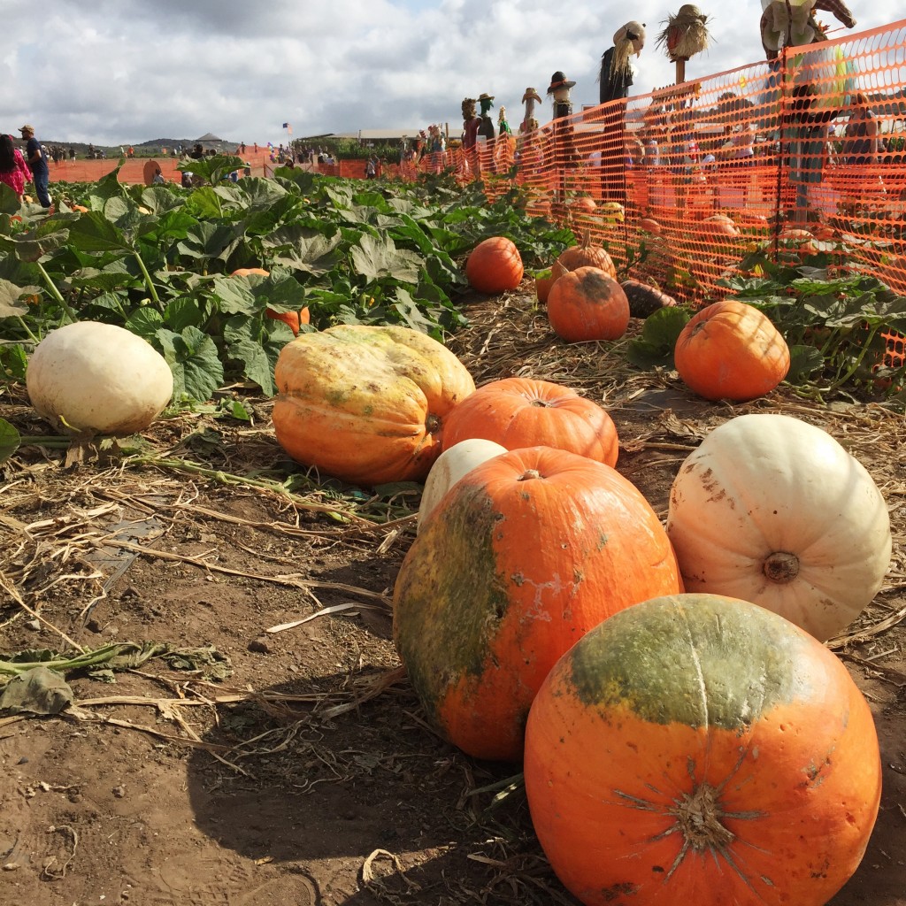 tanaka farm pumpkin patch, itsy bitsy indulgences 