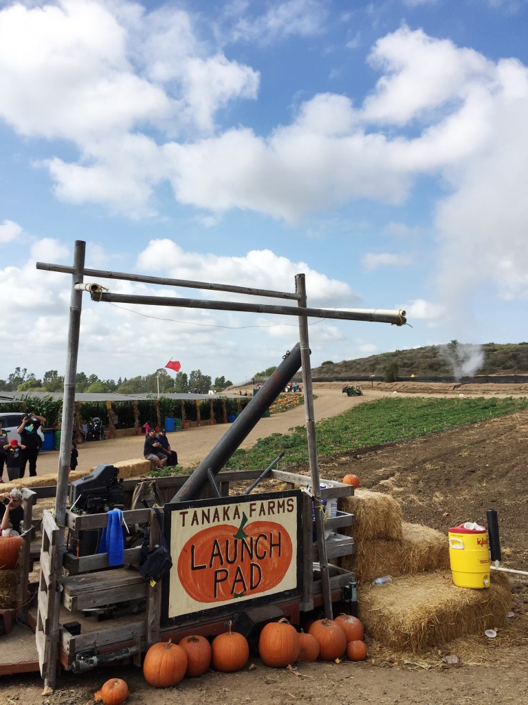 tanaka farm pumpkin patch, itsy bitsy indulgences 