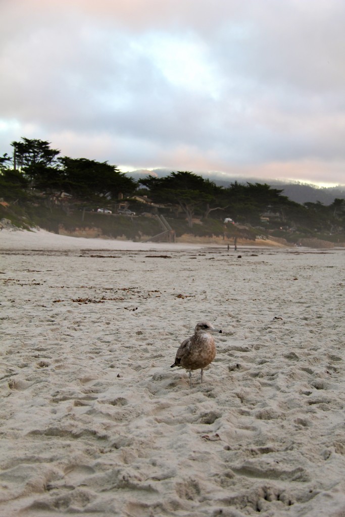 carmel ca, itsy bitsy indulgences 