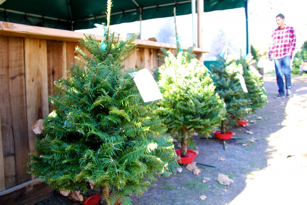 Christmas tree lots, itsy bitsy indulgences 