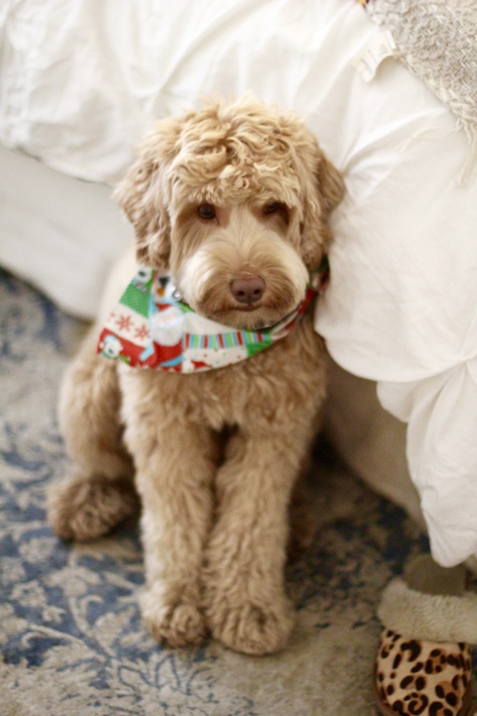 labradoodle, itsy bitsy indulgences 