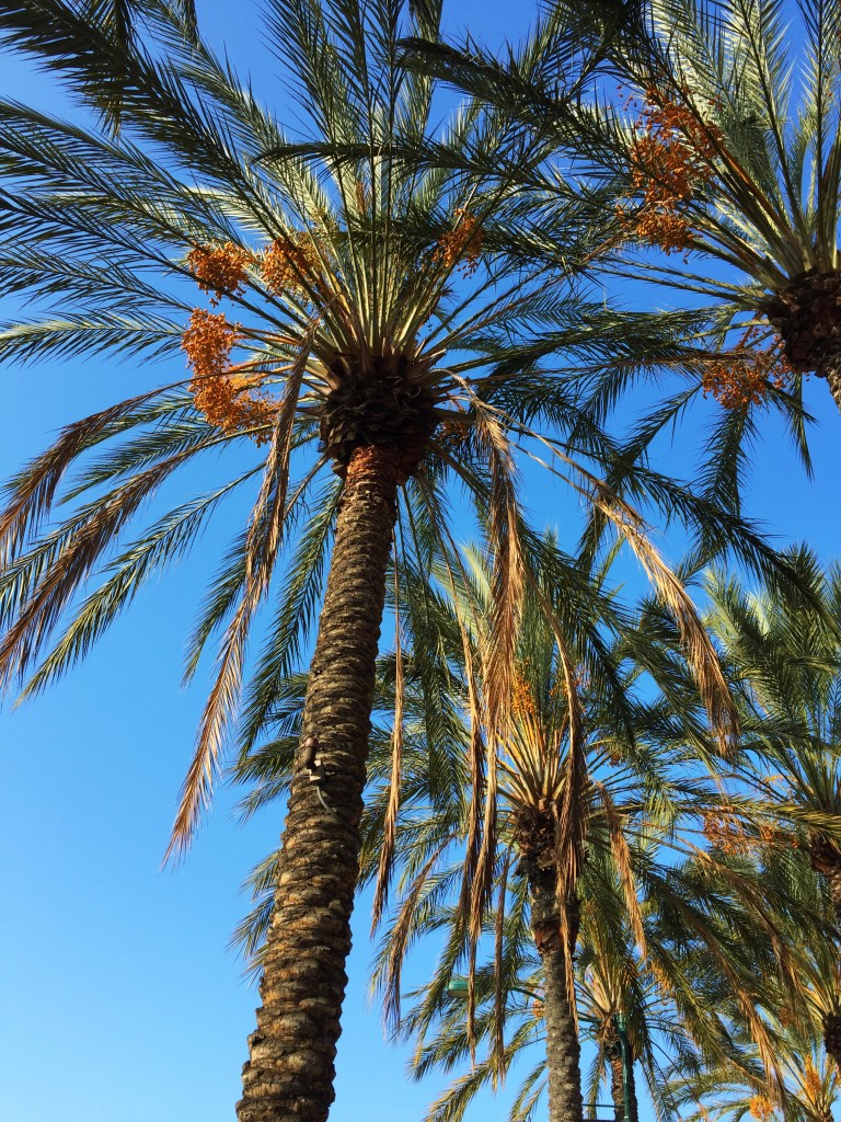 palm trees, itsy bitsy indulgences 