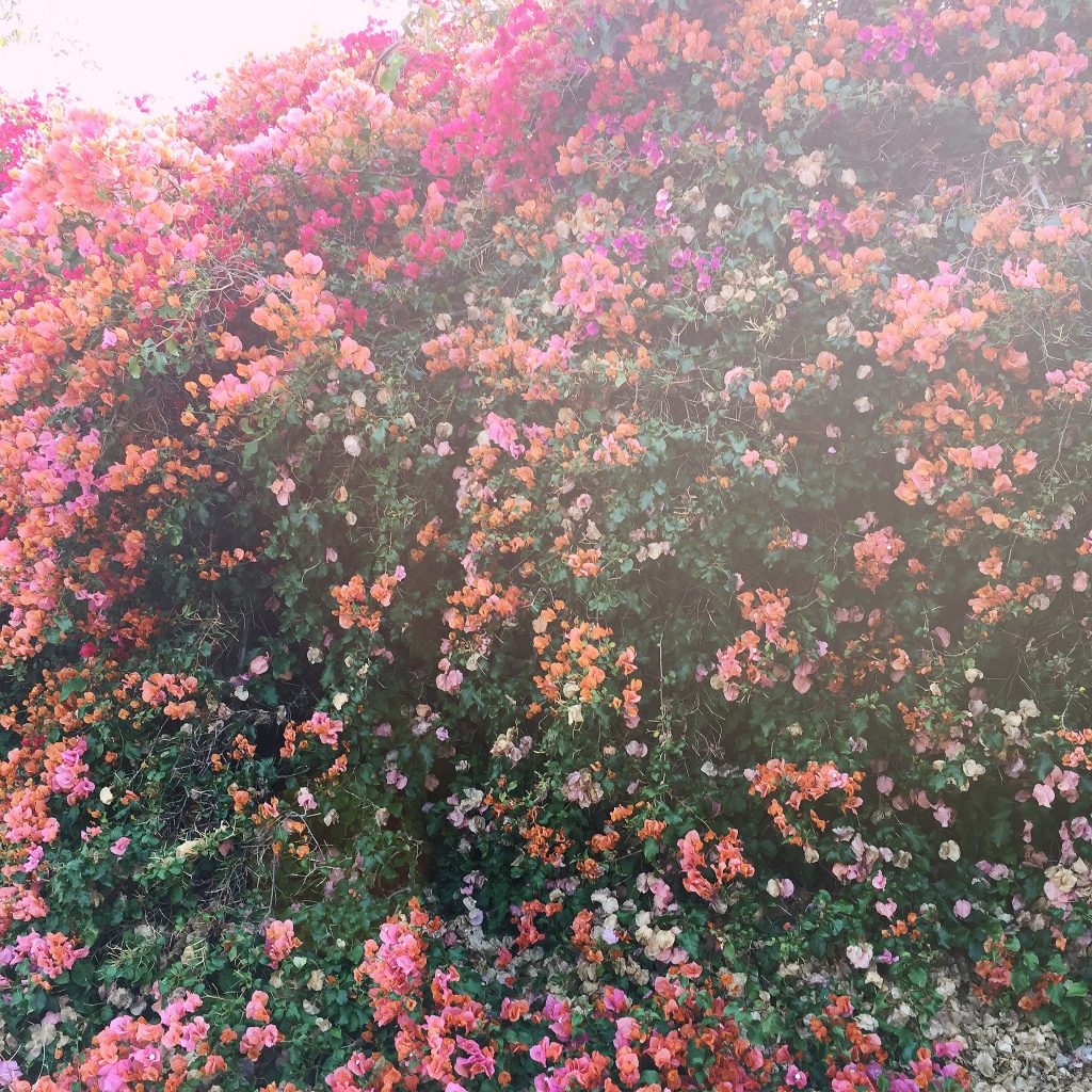 bougainvillea, itsy bitsy indulgences 