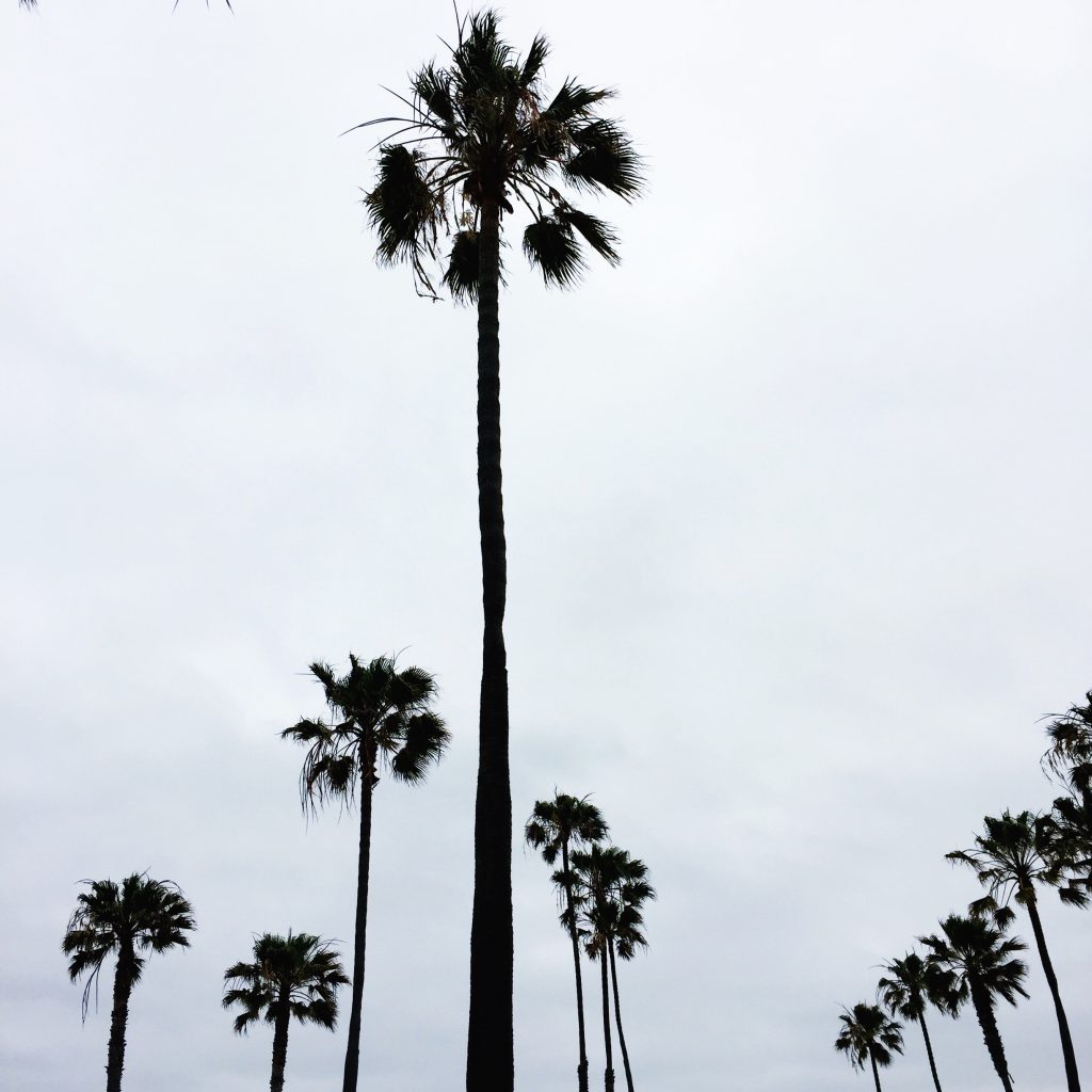 palm trees, itsy bitsy indulgences 