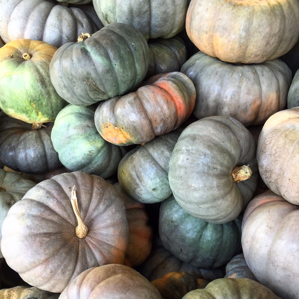 tanaka farms pumpkin patch, itsy bitsy indulgences 