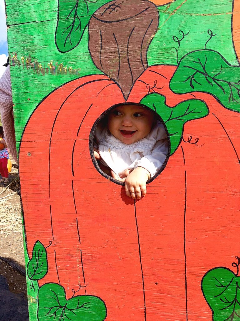 tanaka farms pumpkin patch, itsy bitsy indulgences 