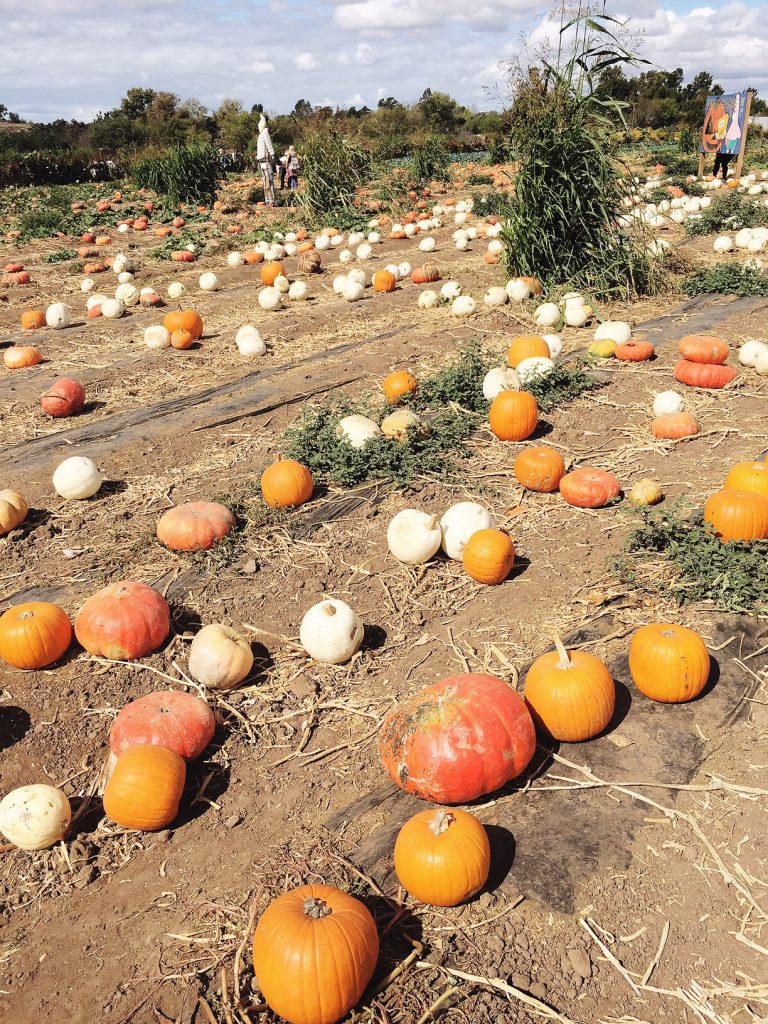 tanaka farms pumpkin patch, itsy bitsy indulgences 